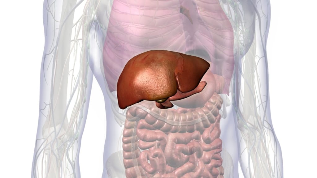 Liver Inflammation - Physiology of the Liver