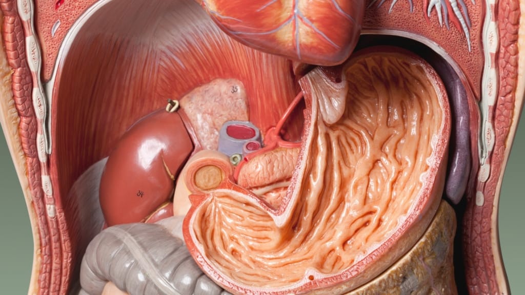 Physiology of the Stomach