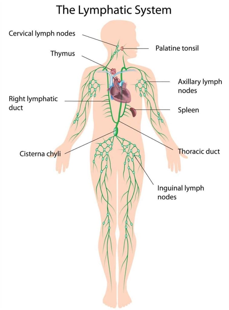 The Lymphatic System