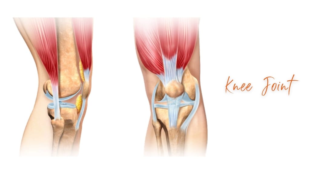 Knee Joint