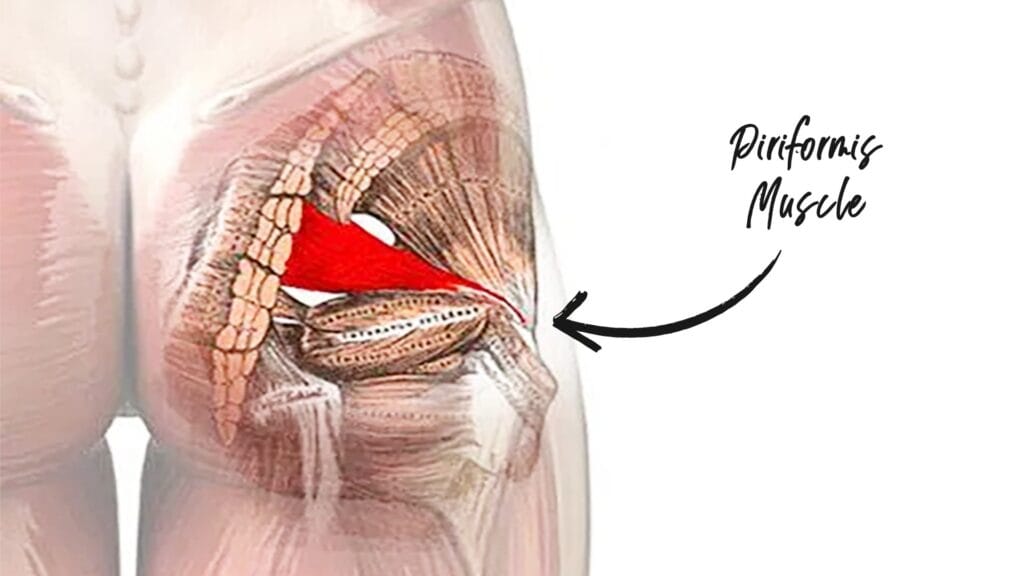 Piriformis muscle