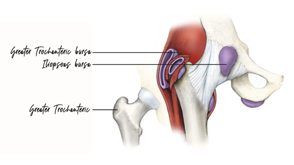 hip anatomy