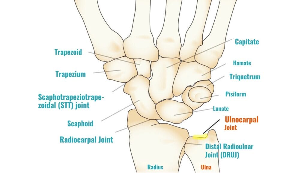 wrist anatomy showing ulnar